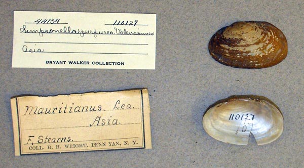 specimen