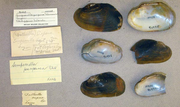 specimen
