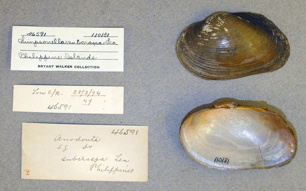 specimen