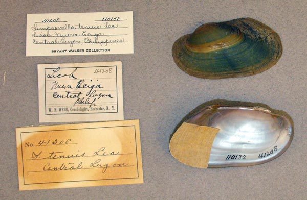 specimen