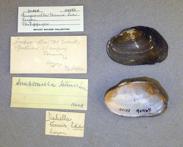 specimen
