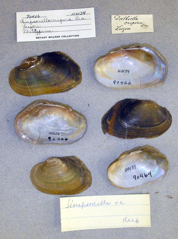 specimen