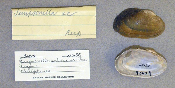 specimen