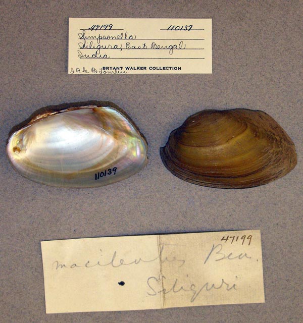 specimen