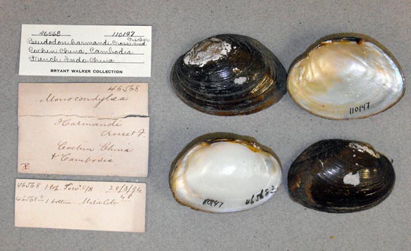 specimen