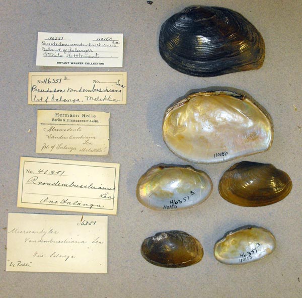 specimen