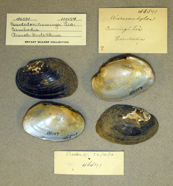 specimen