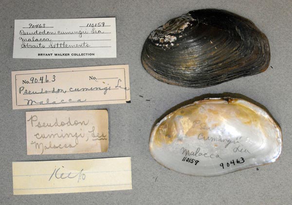 specimen