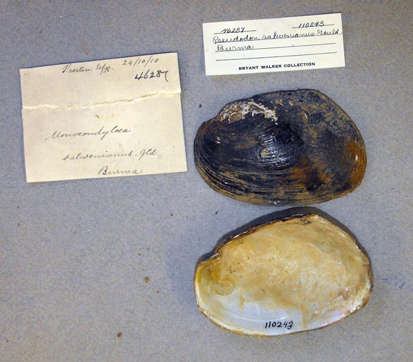 specimen