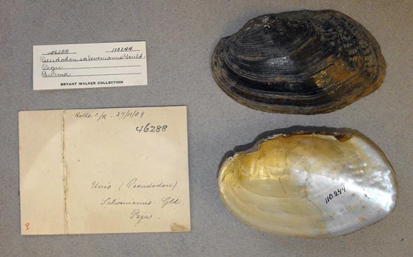 specimen