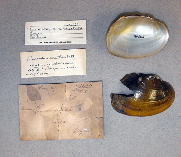 specimen