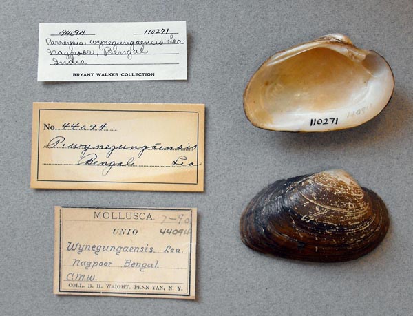 specimen
