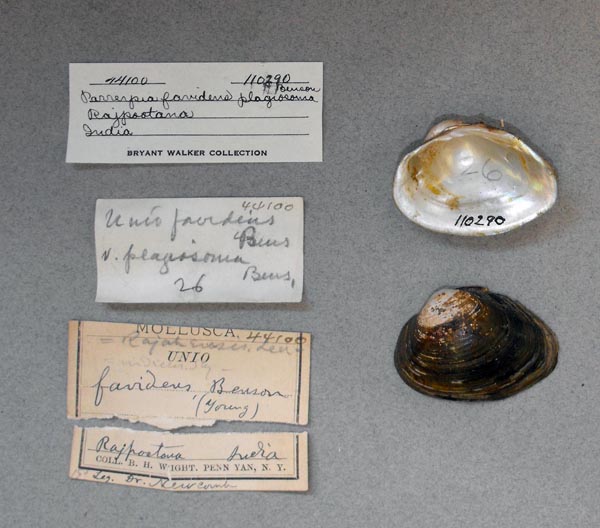 specimen