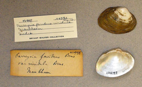 specimen