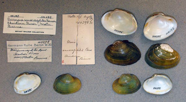 specimen