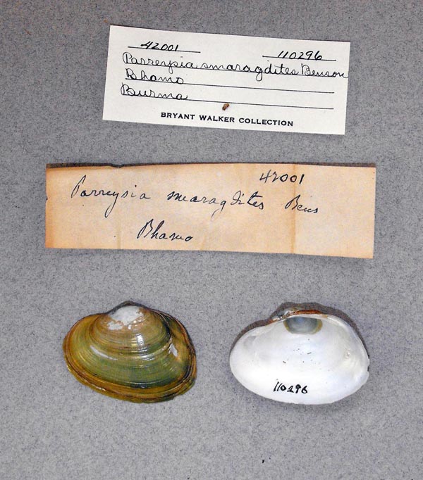 specimen