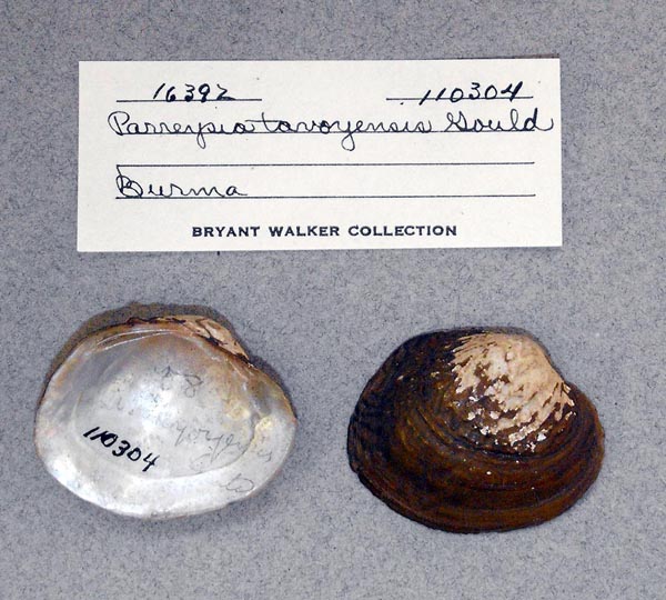 specimen