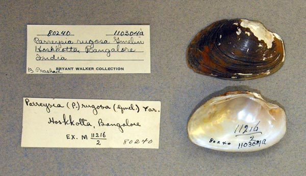 specimen