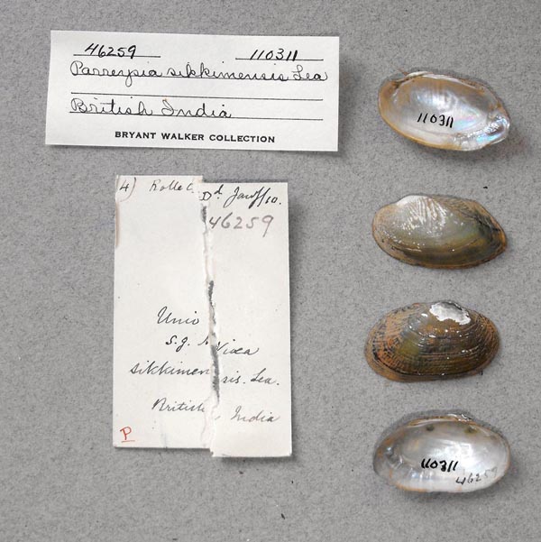 specimen