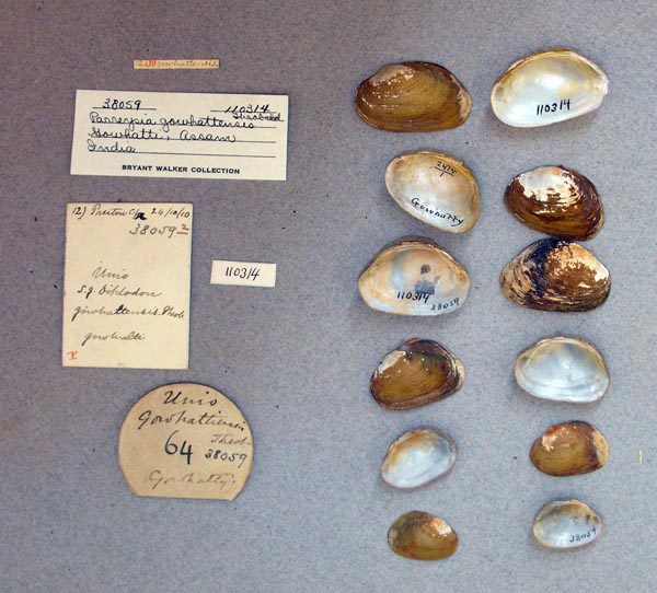 specimen