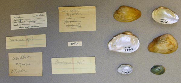 specimen