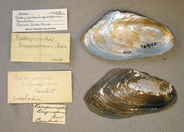 specimen