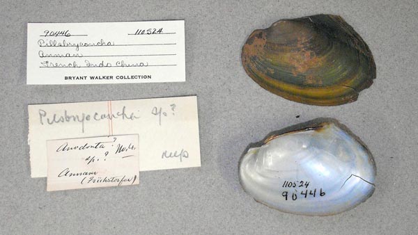 specimen