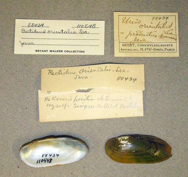specimen