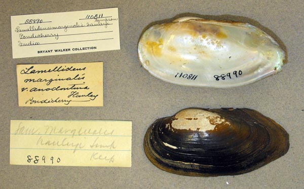 specimen