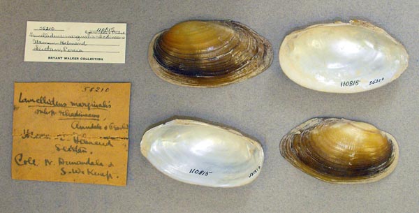 specimen