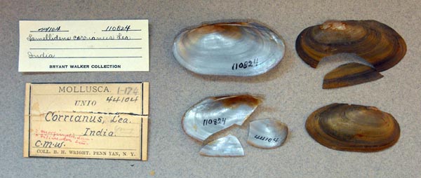 specimen