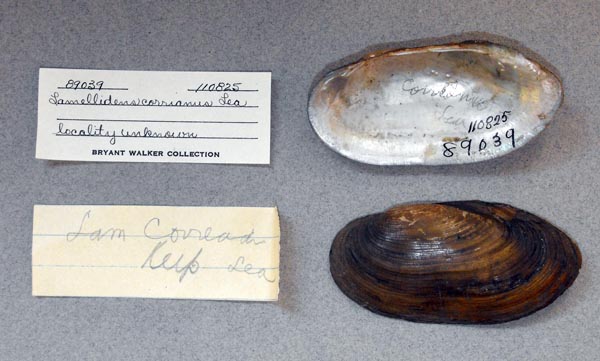 specimen