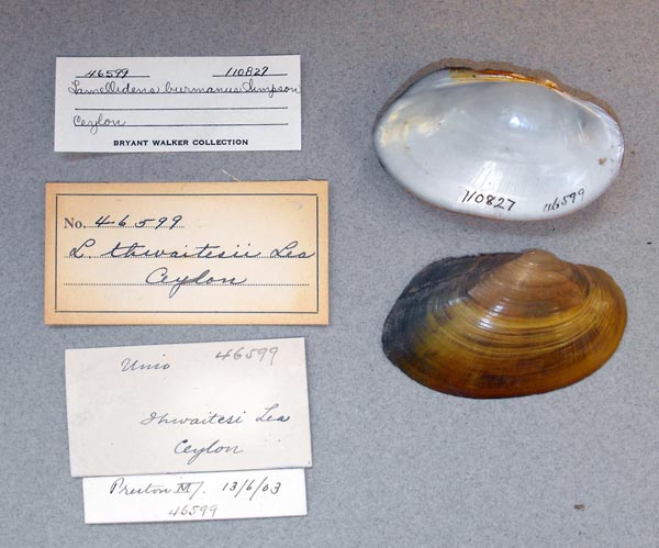 specimen