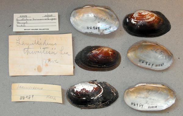 specimen