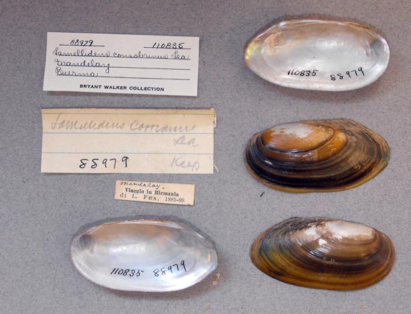 specimen