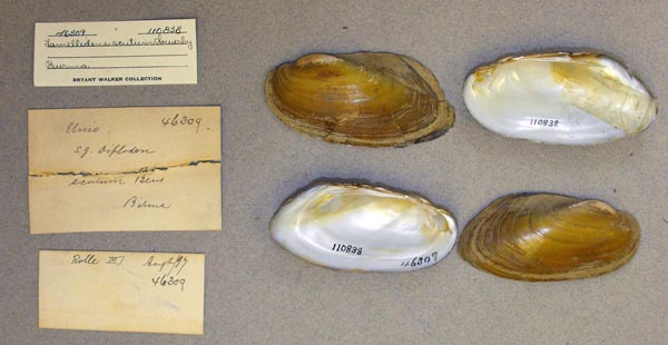 specimen