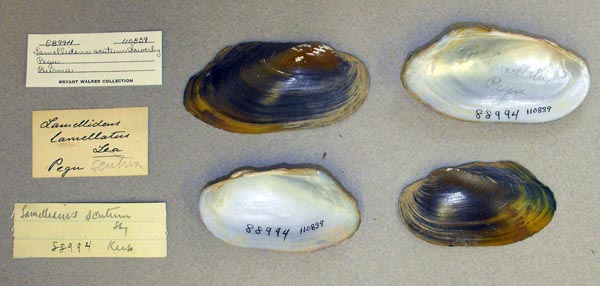 specimen