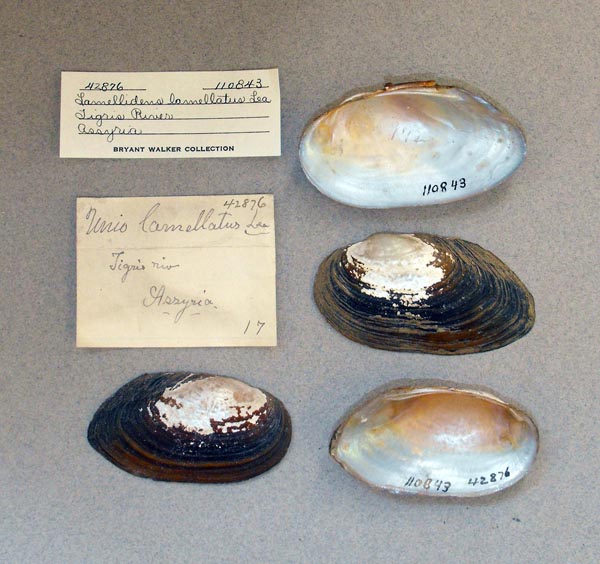specimen