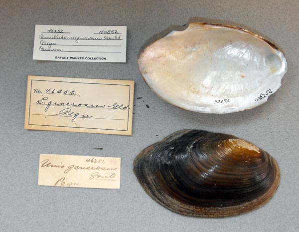 specimen
