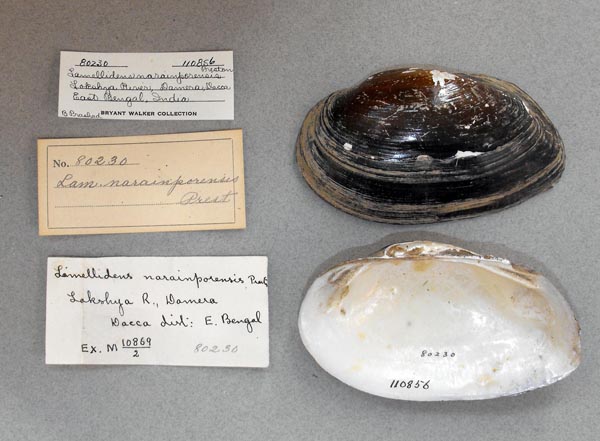 specimen