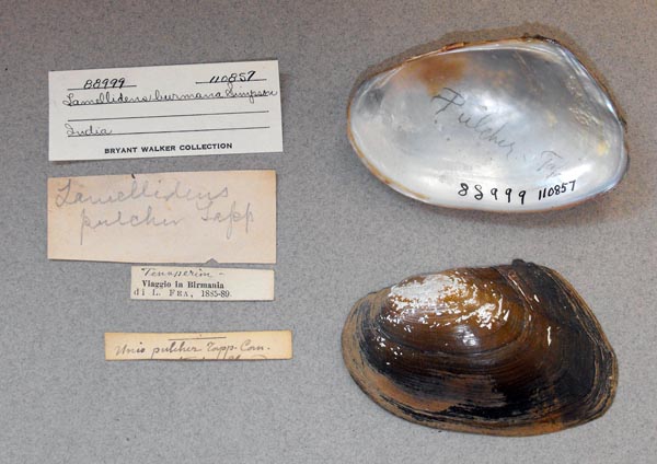 specimen