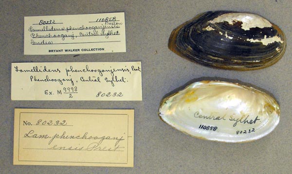 specimen