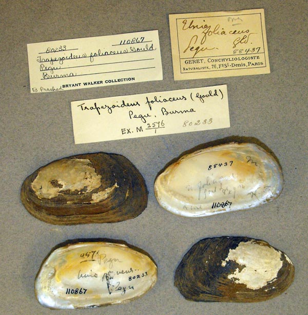 specimen