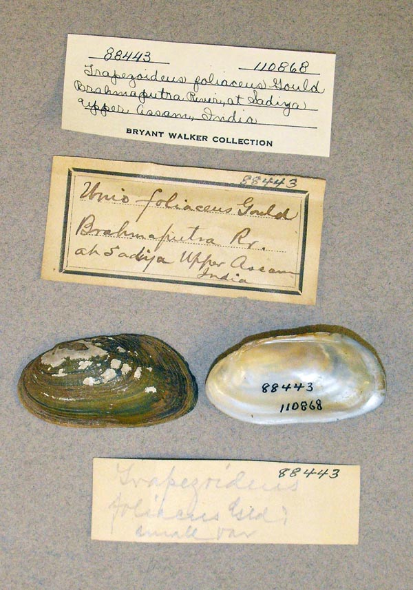 specimen