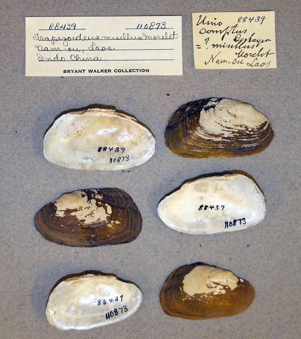 specimen