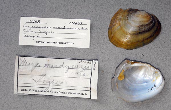 specimen