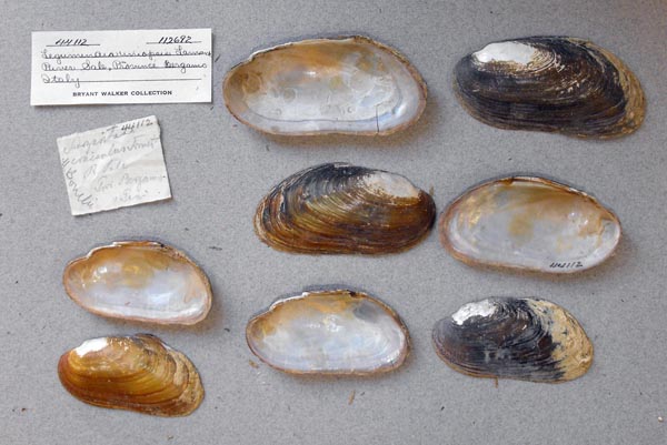 specimen