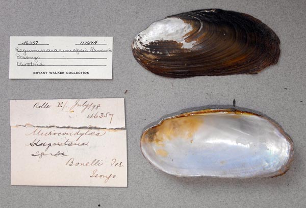specimen