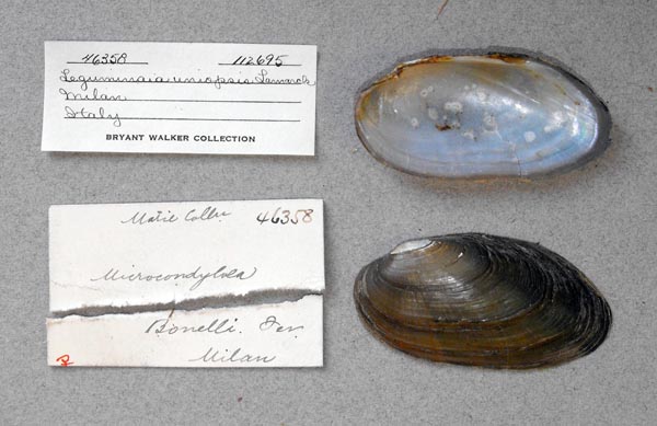 specimen