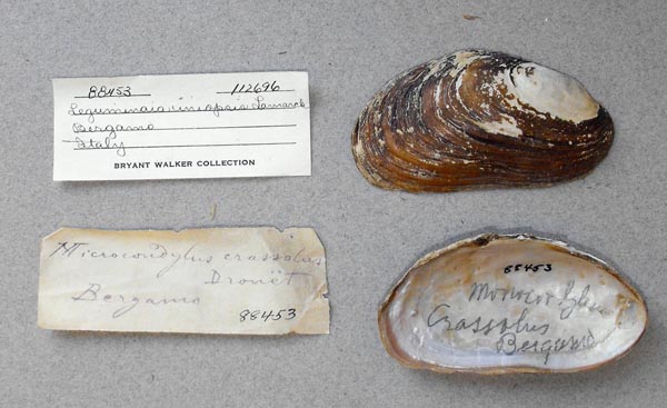specimen